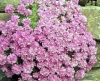 Show product details for Armeria juniperifolia Bevan's Variety